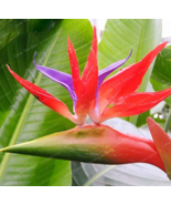 SL Hot Sell Strelitzia Reginae Bonsai Indoor Potted Plant Flowers Bird O... - $2.75