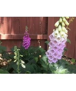 Sell Store Dwarf Foxglove &quot;Pixie” Seeds0 Seeds 1214 Inches Foxy’S Little... - $8.87