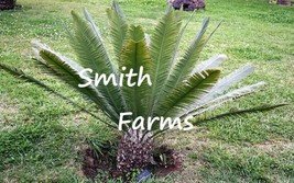 3 Seeds Dioon Merolae Palm Tree &quot;&quot;Mexican Sago Palm&quot;&quot; Garden - $7.77