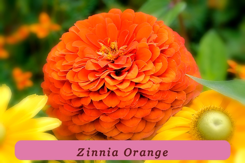 Fresh Harvest 250 Orange King Zinnia Elegans Flower Seeds - $12.11
