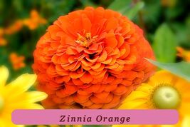 7484 zinnia orange pop thumb200