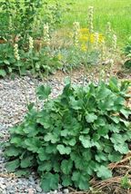 Shipped From Us 2000+ALUMROOT / Coral Bells Prairie Woodlands Seeds, CB08 - £13.55 GBP