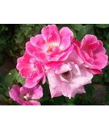 Pink Knock Out® Medium Pink Rose 1 Gal Shrub Plants Plant Disease Resist... - £88.14 GBP