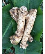 Horseradish Root, Sauget, 3 ounce (Sold by Weight). -Country Creek LLC- - £6.18 GBP