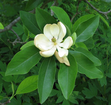 Magnolia Virginiana Australis Evergreen Sweetbay Magnolia Tree Fresh Seeds - £15.29 GBP