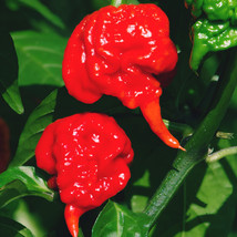 Semilir Carolina Reaper Pepper 15 Seeds World&#39;S Hottest Usa Authentic Fast Grow  - £6.56 GBP