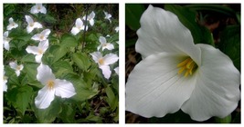 5 White Trillium bulbs Wood Lily - $36.95