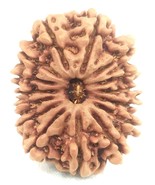 15 Mukhi Rudraksha - Nepal - Collector Size - 27.65 mm - IGL Certified - $693.28 CAD