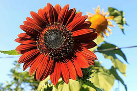 100+ Velvet Queen Tall Sunflower Seeds Red &amp; Orange Non-GMO Heirloom Flower - £4.22 GBP