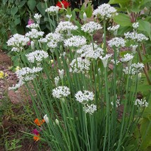 Mpb#11 Chive Seeds Garlic Chives Chinese Leeks Herb Seeds 100 Thru 2500 Seeds Ga - £6.29 GBP