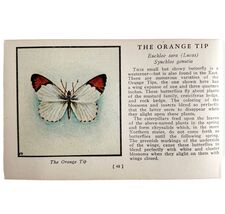 Orange Tip Butterfly 1934 Butterflies Of America Antique Insect Art PCBG14A - $14.01 CAD