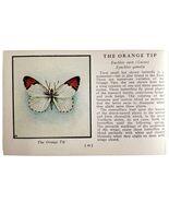 Orange Tip Butterfly 1934 Butterflies Of America Antique Insect Art PCBG14A - €8,59 EUR