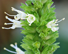 40 Hyssopus Officinalis Nectar White Seeds Prennial Herb Flower Aromatic  - £14.35 GBP