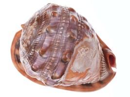 Large Vintage Carved Cameo Conch Shell 1 - £256.60 GBP