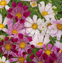 1Oz Cosmos Flower Seeds Sea Shells Bipinnatus Approx 4500 Seeds Garden Fresh USA - $28.25