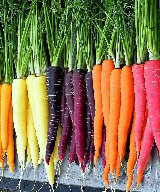 Rainbow Carrot Blend Mix Colorful, NON-GMO, Beta Carotene, Vitamin A 300 seeds - £3.13 GBP