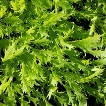 KKG Mizuna Seeds Japanese Mustard Green Growing Fresh Garden - $7.89
