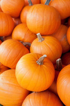 50 Small Sugar Pumpkin Seeds Great For Pie Fresh Harvest  - £8.86 GBP