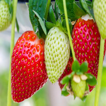 Ozark Everbearing 10 Live Strawberry Plants, NON GMO, - £15.59 GBP