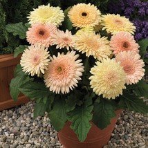 Gerbera Daisy 15 Gerbera Cartwheel Chardonnay Fresh Seeds USA Seller - £15.46 GBP