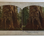 Vintage Yosemite Valley Mother Of The Forest Stereoview Card California - $4.94