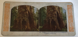 Vintage Yosemite Valley Mother Of The Forest Stereoview Card California - £3.87 GBP