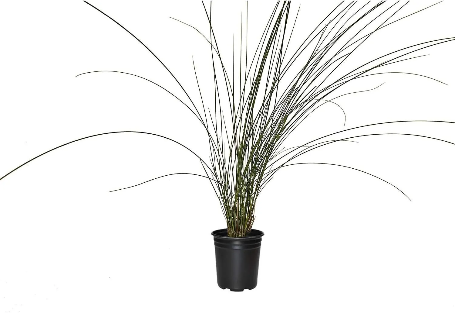 Pink Muhly Grass 3 Large Live Plants Muhlenbergia Capillaris Hairawn - £57.52 GBP