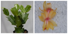 Cebeline Christmas Cactus Well Rooted Starter Plant Schlumbergera Truncata - $39.99