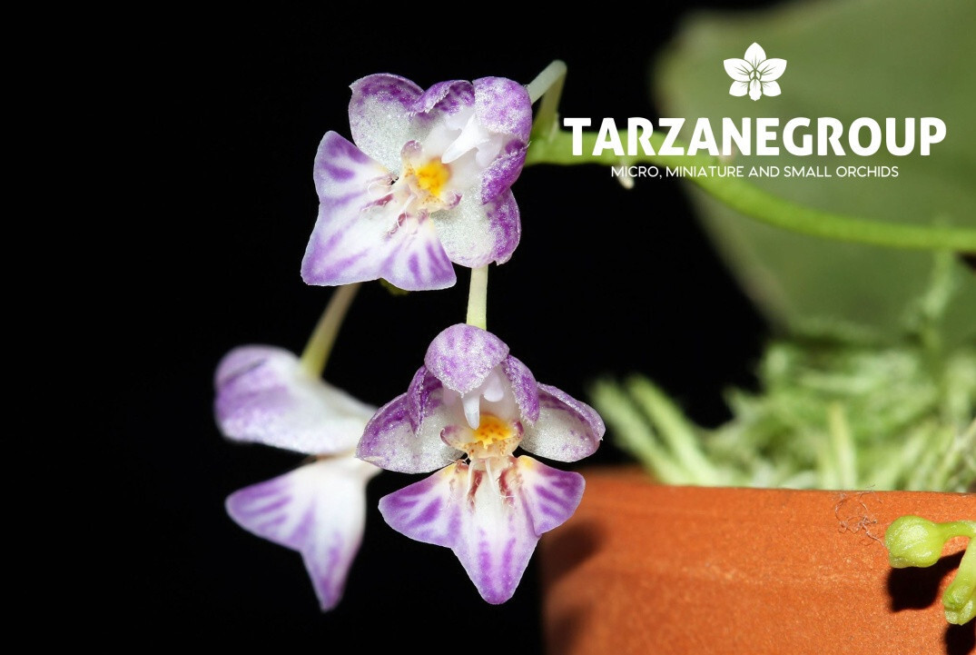 PHALAENOPSIS APPENDICULATA MINIATURE ORCHID MOUNTED - $65.00