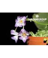 PHALAENOPSIS APPENDICULATA MINIATURE ORCHID MOUNTED - $1,192.70 MXN