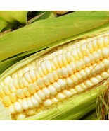 Pencil Cob Corn Seeds Fresh Seeds Gardening USA Shipping - $10.00