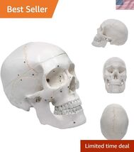 Numbered Human Skull Model - Medical Quality - 3 Parts w/Removable Calva... - $99.04