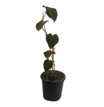 Philodendron Verrucosom Fantasy by LEAL PLANTS ECUADOR | Live Plant for Indoors - £39.34 GBP