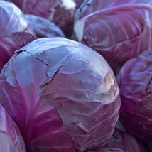600 Seeds Red Acre Cabbage Seeds Heirloom Non Gmo Fresh From US - £8.24 GBP