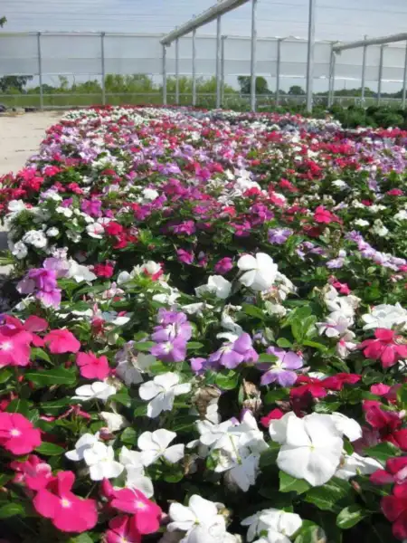 100 Dwarf Little Mix Periwinkle Vinca Rosea Flower Fresh Seeds - £14.38 GBP