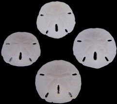 10 Florida Keyhole Sand Dollars | Beach Wedding Decor | Craft Projects (... - €8,52 EUR