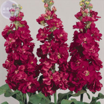 Matthiola Incana Mixed Hoary Stock Seeds 50 Seeds Professional Pack perennial co - £5.39 GBP