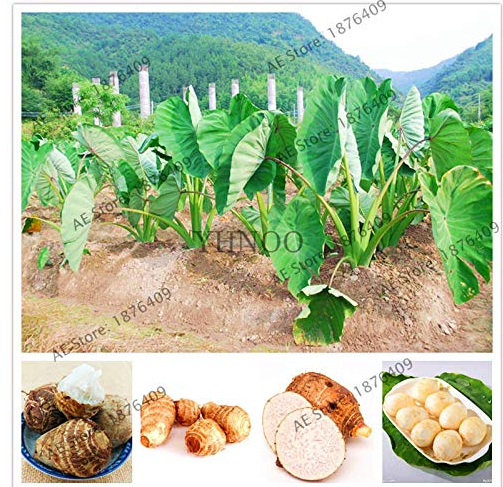 100Pcs Alocasia Macrorrhiza Giant Taro Flores Fresh Seeds - $5.19