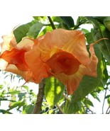 10 Magic Momen Angel TrumpetBrugmansia Datura 651 Flowers Seeds - $7.39