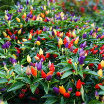 USA SELLER 50Pcs Garden Ornamental Hot Pepper Seeds Fresh Seeds - $9.96