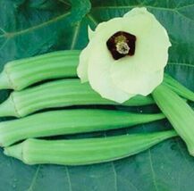 Fresh 50 Okra Seeds  - $4.00