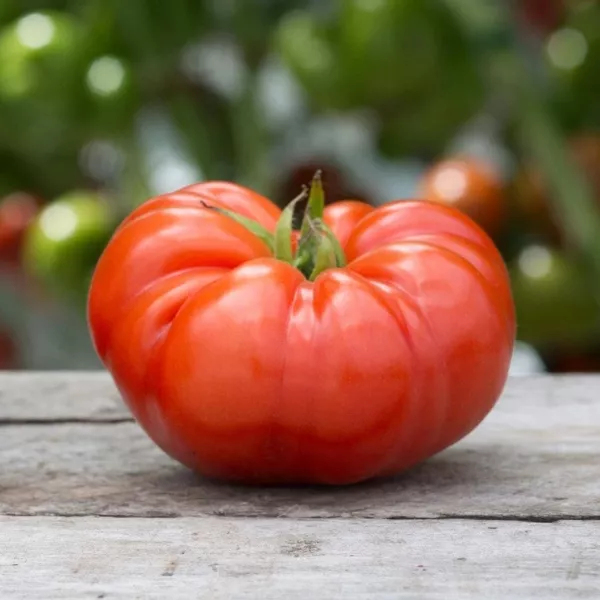 30 Beefsteak Tomato Seeds Heirloom Seed 2024 Non-Gmo Fresh Garden - £5.06 GBP