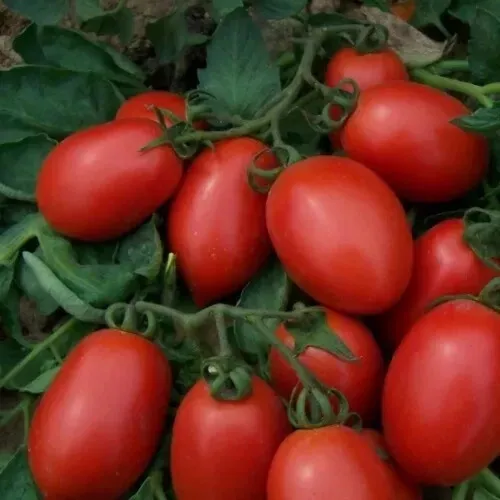 50 Seeds Rio Grande Tomato Tomatoe Vegetable Edible Canning Fresh - £7.96 GBP