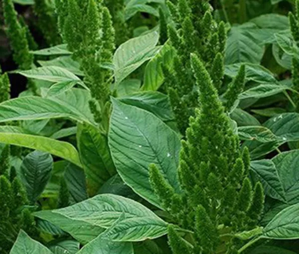 Fresh 200 Seeds Amaranthus Seeds Green Thumb Open Pollinated Annual - £7.47 GBP