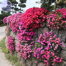 Ice Plant Mesembryanthemum Daisy Mixed Pack 20 Seeds Dorotheanthus Bellidiformis - $7.35