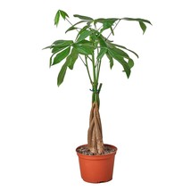 Money Tree 'Guiana Chestnut' Pachira Braid-6" Pot / Black Cylinder - $2,092.31 MXN