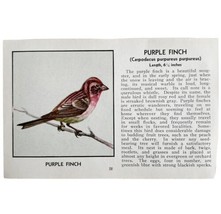 Purple Finch Bird Print 1931 Blue Book Birds Of America Antique Art PCBG13B - £15.70 GBP