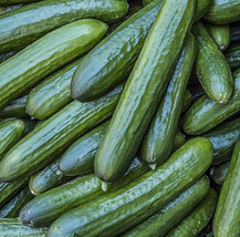 Tendergreen Burpless Cucumber Seeds 50+ Vegetable Garden Pickling - £7.76 GBP