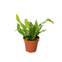Fern 'Crocodile'-6" Pot - $993.00 MXN