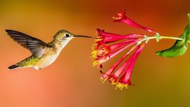 Seed Mix Hummingbird Wildflower Perennial Garden for Hummingbirds Easy t... - $18.99